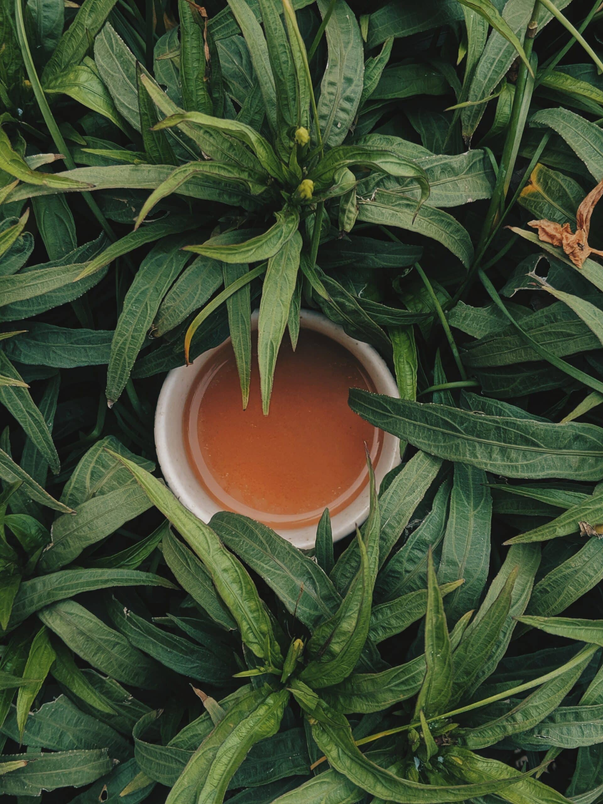 Eine weiße Tasse mit orangefarbener Flüssigkeit steht zwischen dichten grünen Blättern. Das üppige Blattwerk umgibt die Tasse und bildet einen natürlichen Rahmen.